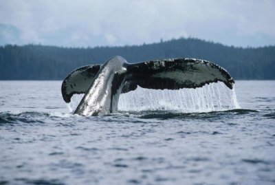 Flip Nicklin - Humpback Whale tail, Alaska