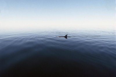 Flip Nicklin - Bottlenose Dolphin surfacing, Shark Bay, Australia