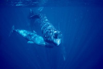 Flip Nicklin - Sperm Whale social group underwater, Dominica