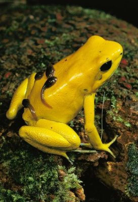 Mark Moffett - Golden Poison Dart Frog male carrying tadpoles on his back, Colombia