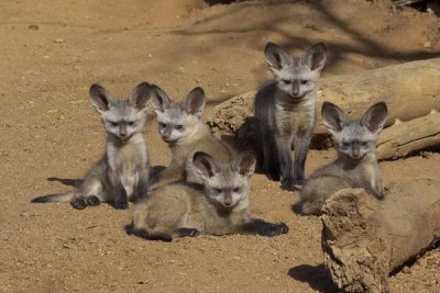 San Diego Zoo - Bat-eared Fox group of five pups, native to Africa