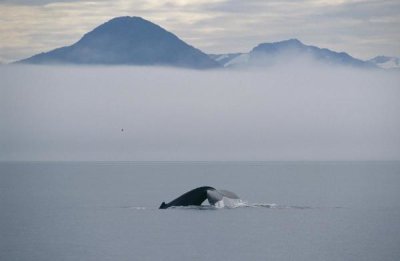 Flip Nicklin - Humpback Whale tail, Southeast Alaska