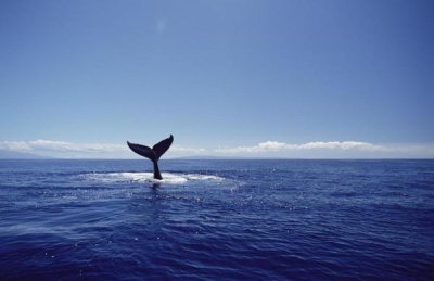 Flip Nicklin - Humpback Whale tail lob, Maui, Hawaii