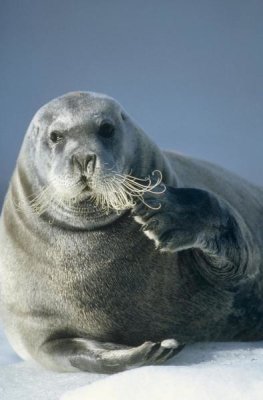 Tui De Roy - Bearded Seal scratching its chin, Spitsbergen, Svalbard, Norwegian Arctic