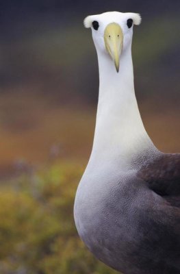 Tui De Roy - Waved Albatross adult in nesting colony, Galapagos Islands, Ecuador