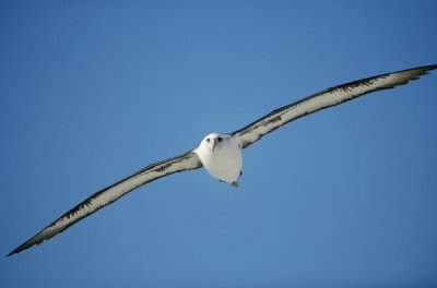Tui De Roy - Laysan Albatross soaring, Midway Atoll, Hawaii