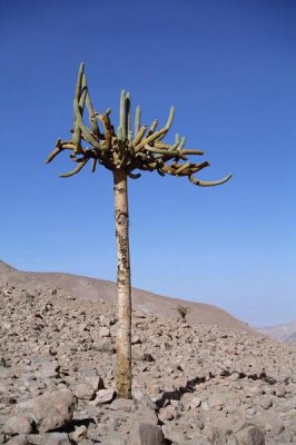 Tui De Roy - Candelabra Cactus , Lluta River Valley,  Atacama Desert, Chile