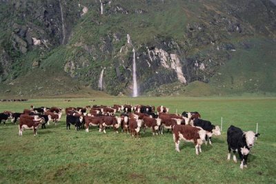 Tui De Roy - Hereford Cattle herd, Matukituki Valley, New Zealand