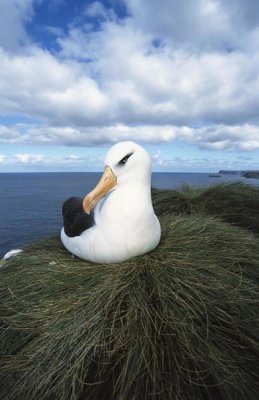 Tui De Roy - Campbell Albatross , Bull Rock, North Cape Colony, Campbell Island, New Zealand