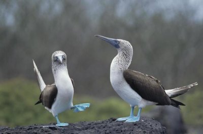 Tui De Roy - Blue-footed Booby courtship dance, Galapagos Islands, Ecuador