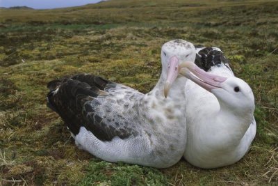 Tui De Roy - Tristan Albatross male nibbling females bill, Gough Island, South Atlantic