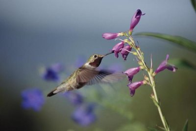 Tim Fitzharris - Broad-tailed Hummingbird feeding on flowers, New Mexico