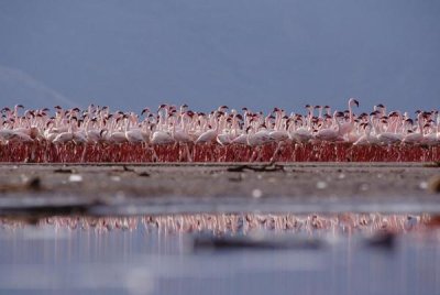 Tim Fitzharris - Lesser Flamingo flock parading in a mass courtship dance, Lake Bogoria, Kenya