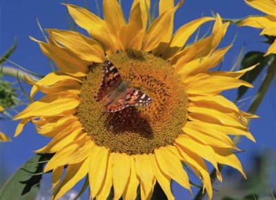 Tim Fitzharris - Painted Lady butterfly on sunflower, New Mexico