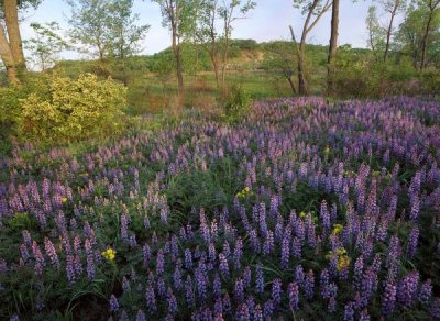 Tim Fitzharris - Lupine in meadow at West Beach, Indiana Dunes National Lakeshore, Indiana