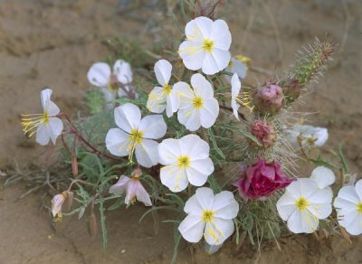 Tim Fitzharris - Evening Primrose with Grizzly Bear Cactus , North America