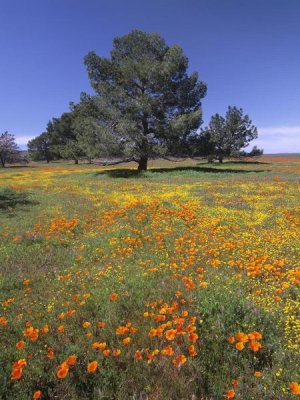 Tim Fitzharris - California Poppy and Eriophyllum field, Antelope Valley, California