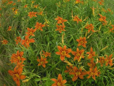 Tim Fitzharris - Orange Daylily growing in meadow, North America