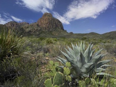 Tim Fitzharris - Agave and cactus in the Chisos Mountains, Big Bend NP, Texas