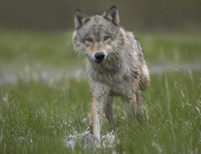 Tim Fitzharris - Gray Wolf walking through water, North America