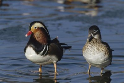 Konrad Wothe - Mandarin Duck male and female standing in water, China