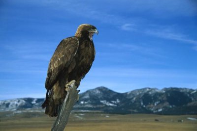 Konrad Wothe - Golden Eagle perching on a branch, Game Farm, Colorado