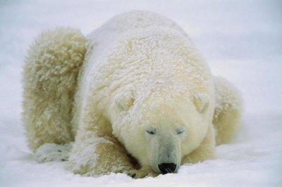Konrad Wothe - Polar Bear sleeping in the snow, Hudson Bay, Canada
