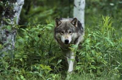 Konrad Wothe - Timber Wolf walking through forest, Pine County, Minnesota