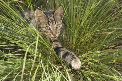 Konrad Wothe - House Cat hunting in grass, Germany