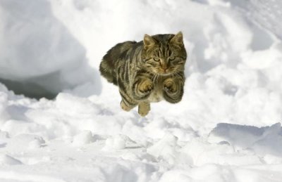 Konrad Wothe - House Cat male jumping in snow, Germany