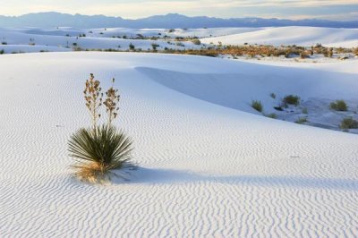 Konrad Wothe - Soaptree Yucca in gypsum sand, White Sands National Monument, New Mexico