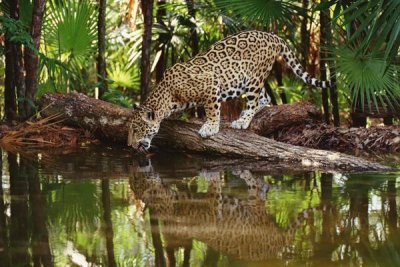 Gerry Ellis - Jaguar drinking, Belize Zoo, Belize