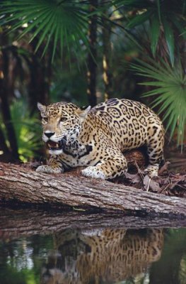 Gerry Ellis - Jaguar , Belize Zoo, Belize