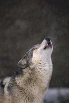 Gerry Ellis - Timber Wolf howling, close up, Oregon Zoo, Portland