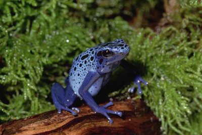 Gerry Ellis - Blue Poison Dart Frog , native to South America