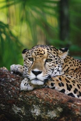 Gerry Ellis - Jaguar portrait, Belize Zoo, Belize