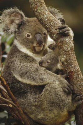 Gerry Ellis - Koala mother and joey, three month old, eastern forested Australia