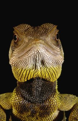 Pete Oxford - Bocourt's Dwarf Iguana portrait, Esmeraldas, Choco Rainforest, Ecuador
