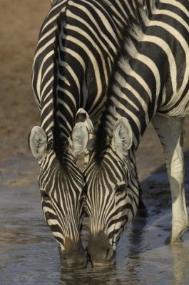 Pete Oxford - Burchell's Zebra pair drinking from waterhole, Africa