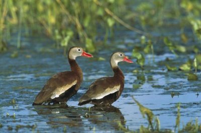 Tom Vezo - Black-bellied Whistling Duck pair wading, Rio Grand Valley, Texas