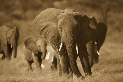 Gerry Ellis - African Elephant group, vulnerable, Samburu National Reserve, Kenya - Sepia
