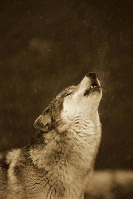 Gerry Ellis - Timber Wolf howling, close up, Oregon Zoo, Portland - Sepia