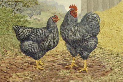 Lewis Wright - Chickens: Plymouth Rocks