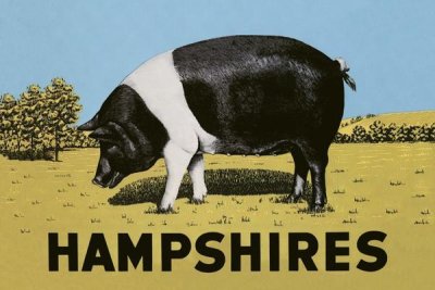Advertisement - Pigs and Pork: Hampshires
