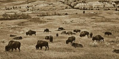 Tim Fitzharris - American Bison herd grazing on shortgrass prairie, Theodore Roosevelt National Park, North Dakota - Custom Crop 2:1
