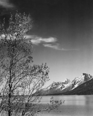 View of mountains with tree in foreground, Grand Teton National Park, Wyoming, 1941