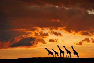Muriel Vekemans - Five Giraffes