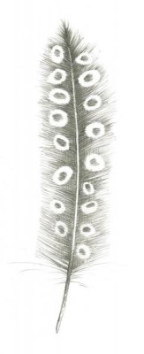 Avery Tillmon - Feather Sketches VII