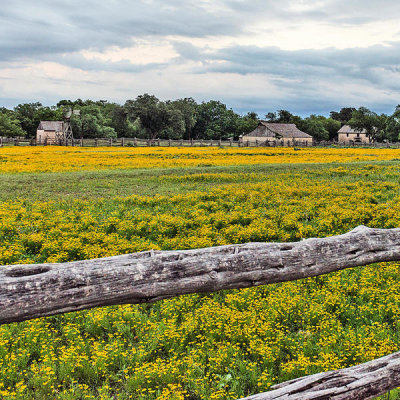 Carol Highsmith - Texas Wildflowers: Field in Johnson City