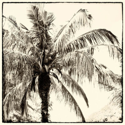 Debra Van Swearingen - Palm Tree Sepia III